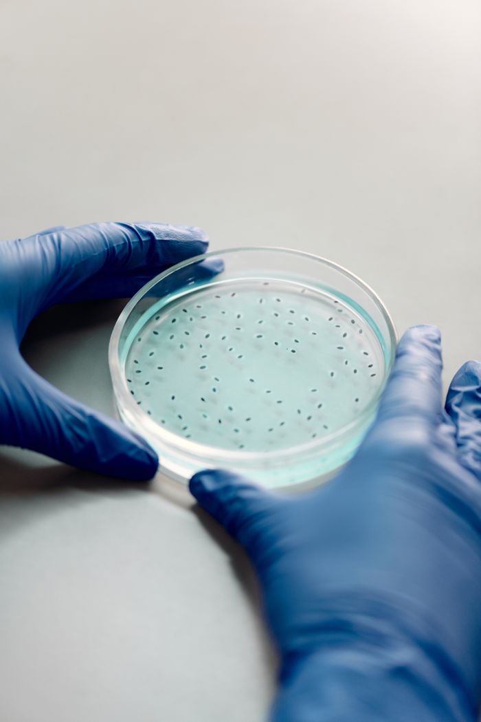 gallery-2 Hands in blue gloves holding a petri dish with bacterial colonies in a lab setting.