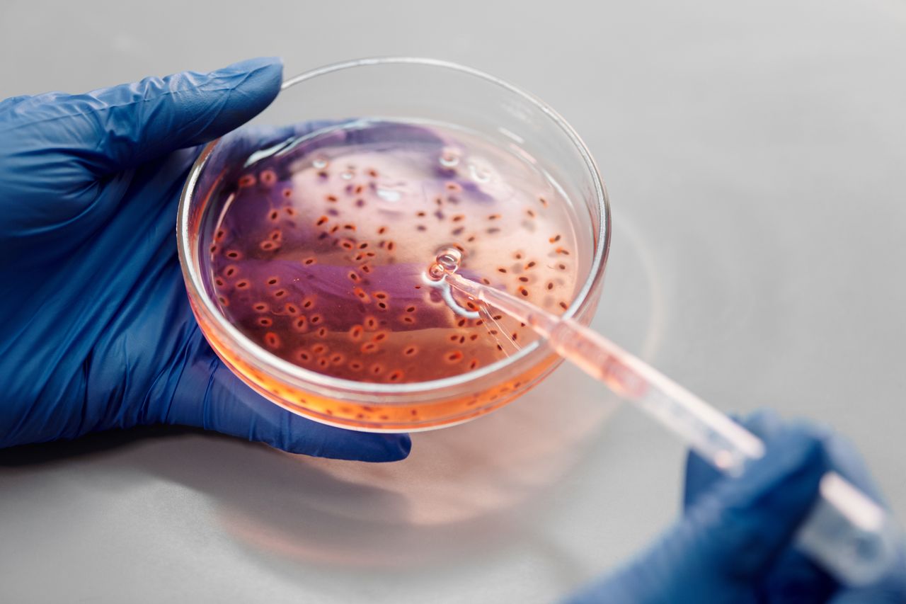 gallery-3 Laboratory close-up of hands in gloves holding a petri dish with pink liquid using a pipette.