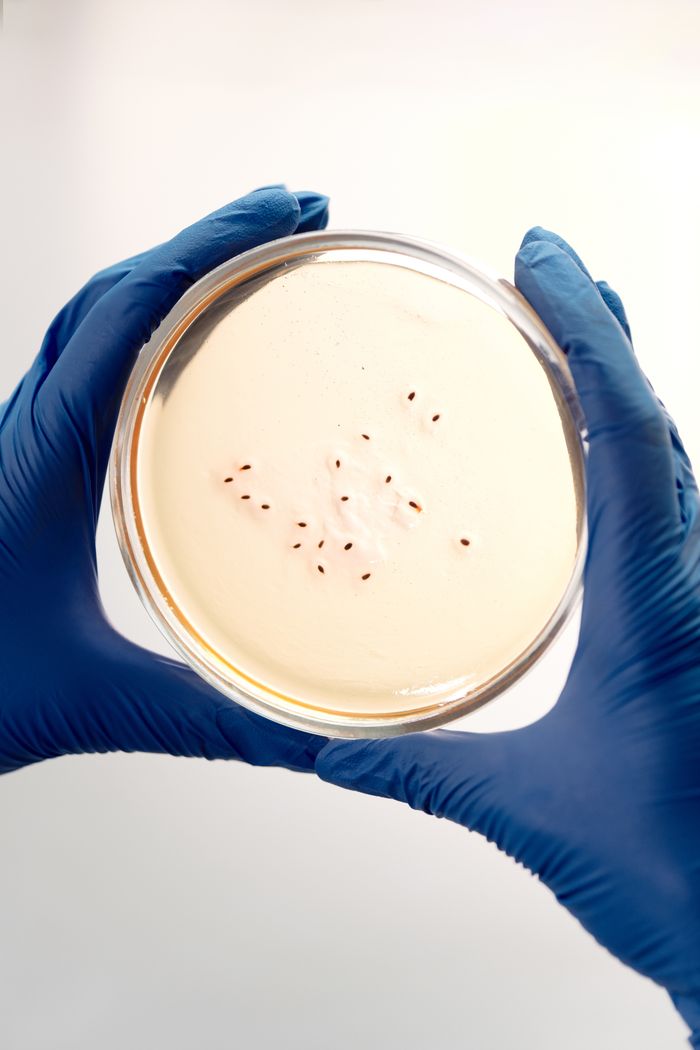 why-choose-us Lab technician holds petri dish displaying bacterial growth in a sterile lab environment.