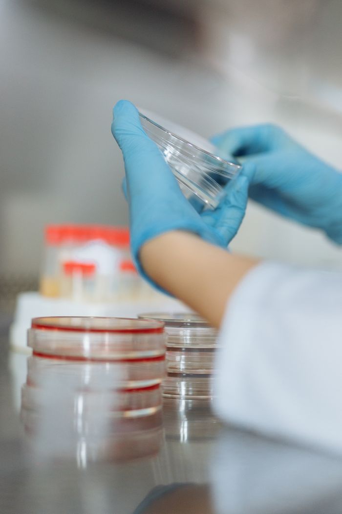 Close-up of gloved hands working with petri dishes in a laboratory setting.
