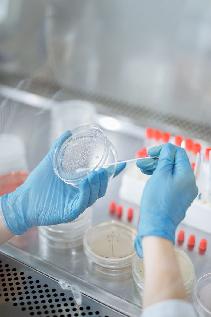 contact-img Scientist in gloves handling a petri dish with swab in a laboratory setting.